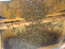 panal lleno de abejas